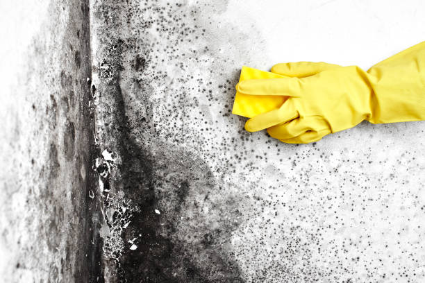 Best Environmental Consulting for Mold Prevention  in Grandview, TX